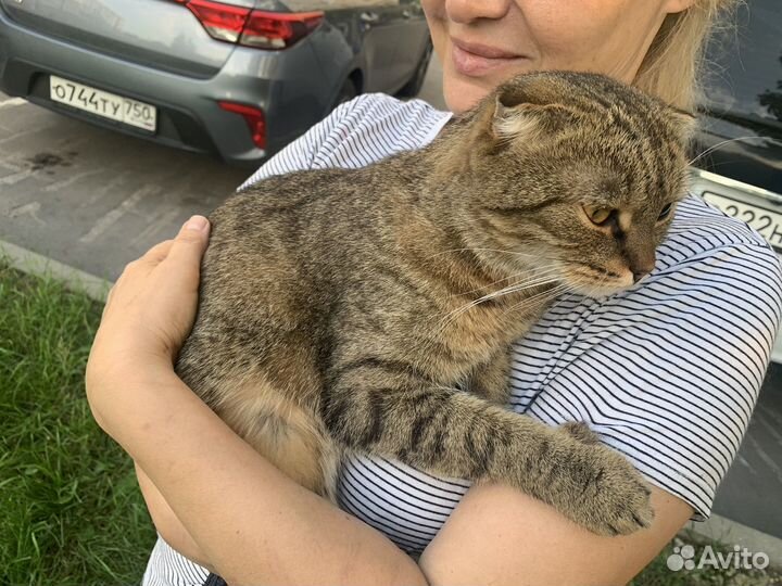 Шотландский вислоухий кот