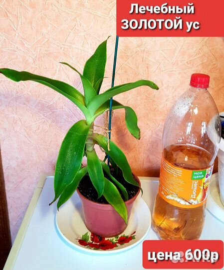 Золотой ус, лечебный цветок+удобрение для цветов