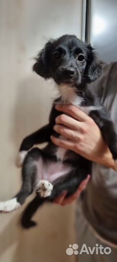 Собака в добрые руки щенок отдам бесплатно