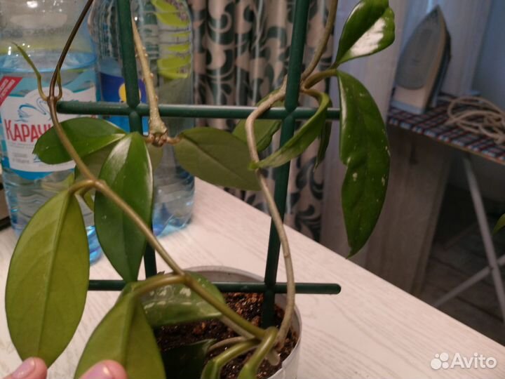 Хойя 3 вида)