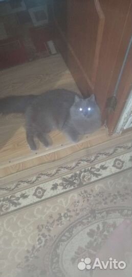 Сибирский кот