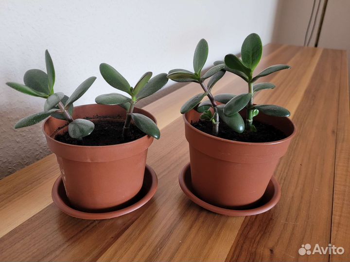 Толстянка, эухарис, фикус, дримиопсис, пеперомия