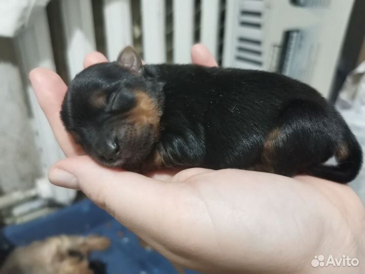 Йоркширский терьер