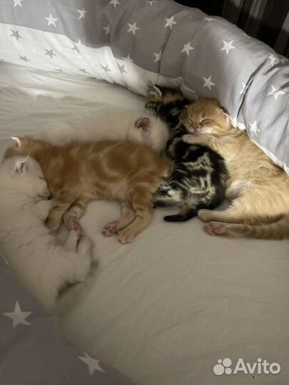 Шотландские котята