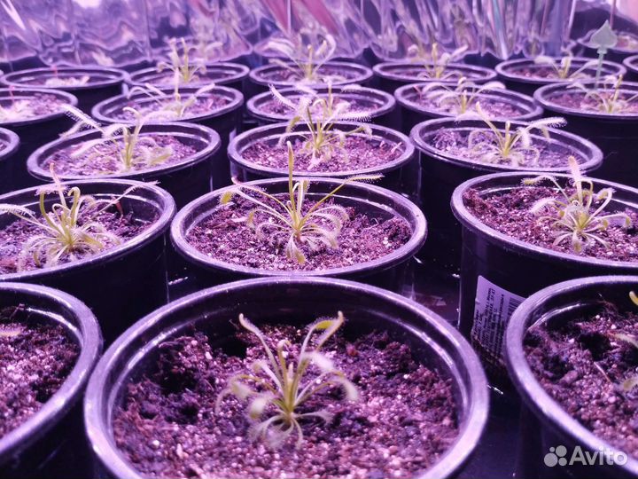 Росянки (capensis) детки