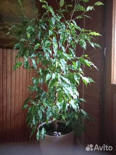 Фикус бенджамина большой