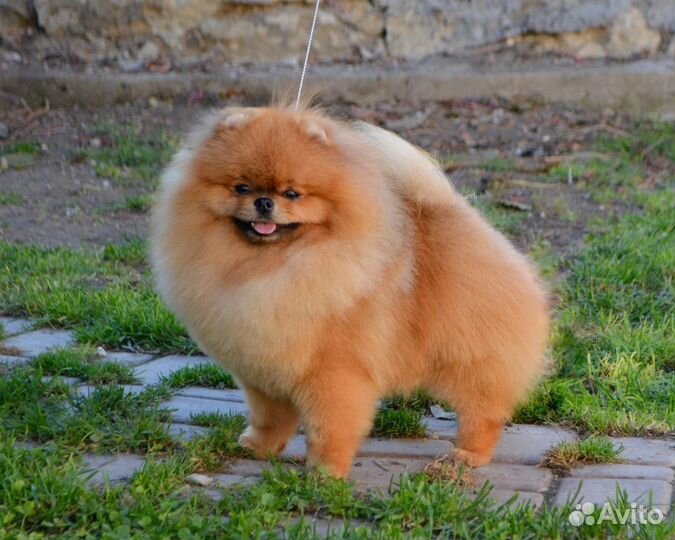 Щенок помернанский шпиц девочка