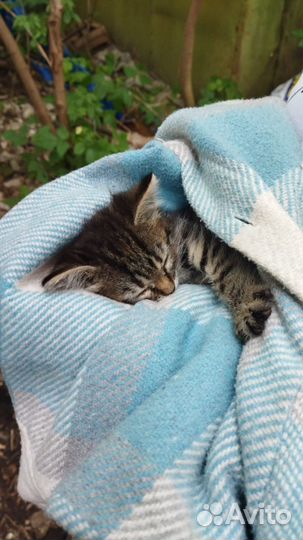 Котенок ищет любящего хозяина