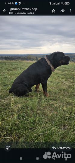 Щенки ротвейлера