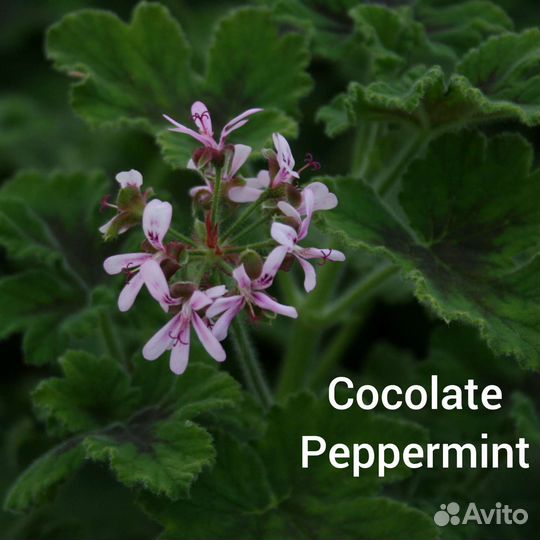 Пеларгония герань