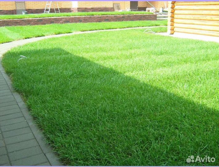 Рулонный газон под ключ Стандартный