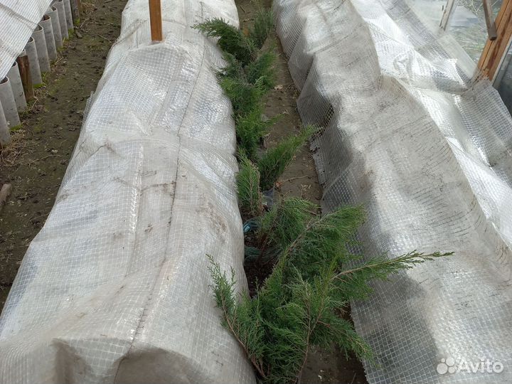 Можжевельник стелющийся