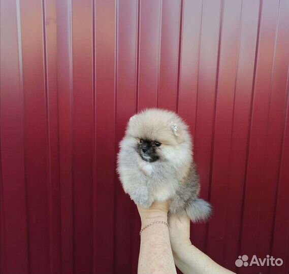 Померанский шпиц щенки