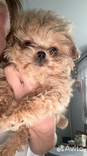 Мальтипу микро