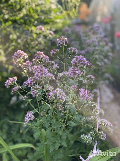 Трава душица