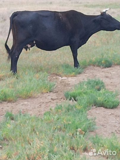 Коровы дойные