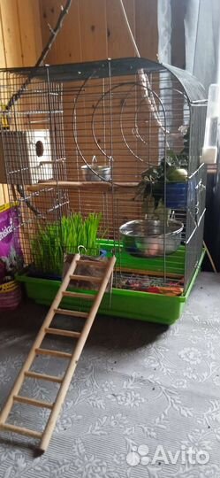 Неразлучники ручные с клеткой