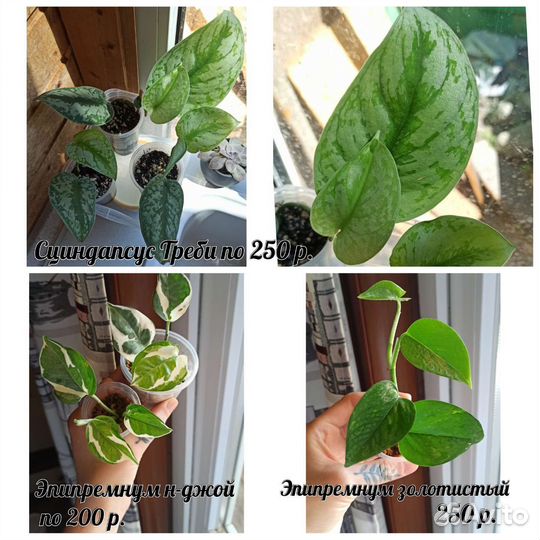 Комнатные растения