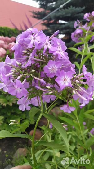 Флоксы многолетние