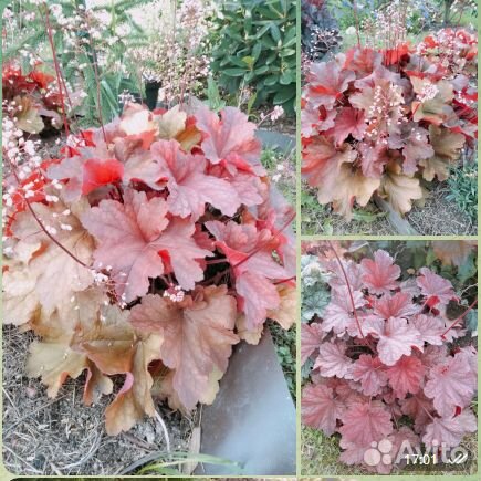 Гейхеры сортовые из моего сада