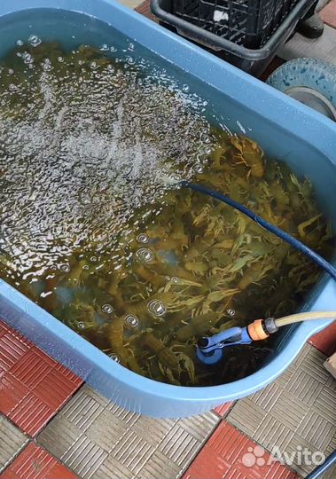 Живые раки оптом