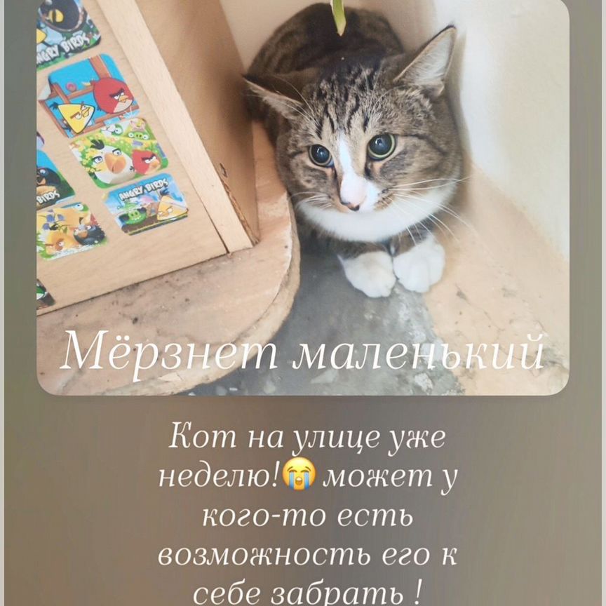 Кот ищет дом