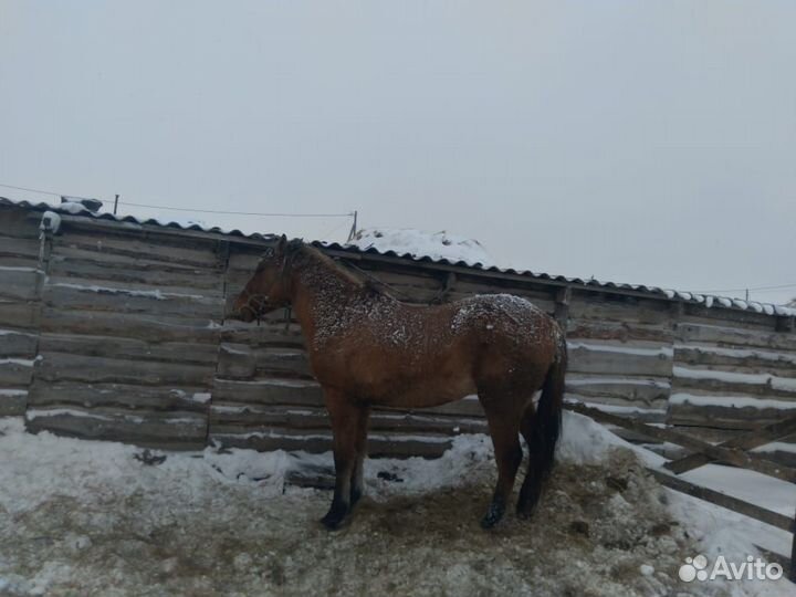 Лошадь жеребец