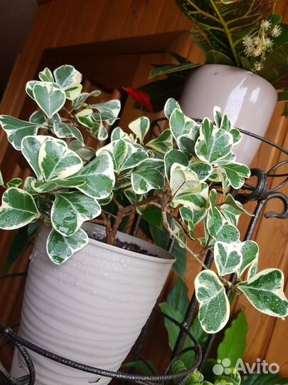 Фикус триангулярис вайт марджин, альбамаргината