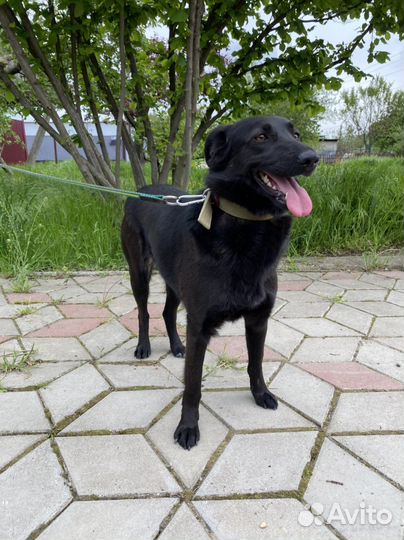 Молодая собачка в добрые руки