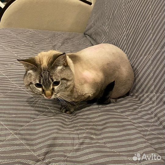 Стрижка кошек/собак. Выезд.Грумер.Груминг