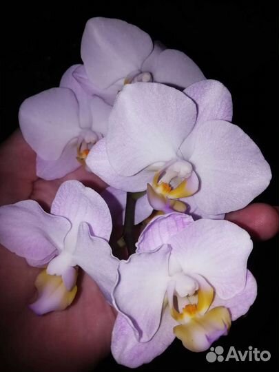Орхидея фаленопсис
