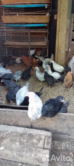 Молодки доминанты 2,5 м