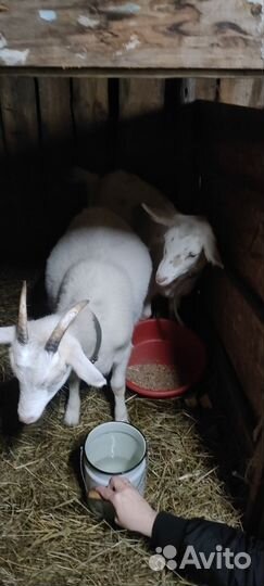 Коза дойная молочная