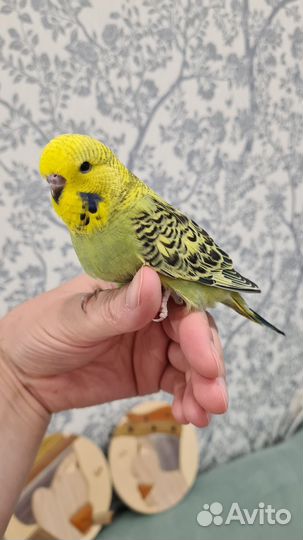 Выставочный волнистый попугай (ввп), чехи