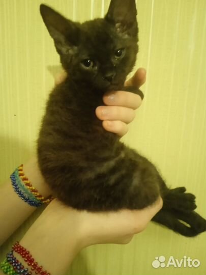 Кудрявый котёнок