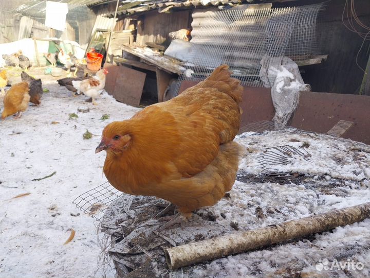 Петухи и куры