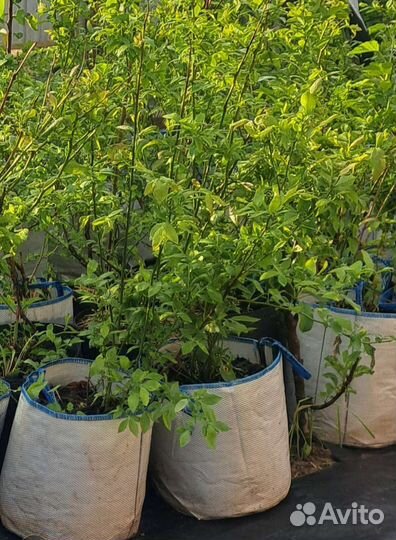 Саженцы голубики 2года