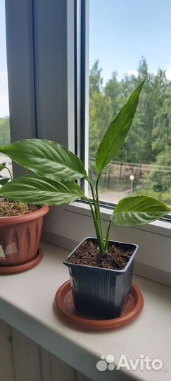 Спатифиллум