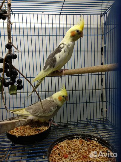 Продаётся кореллы