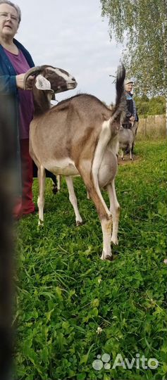 Коза нубийская