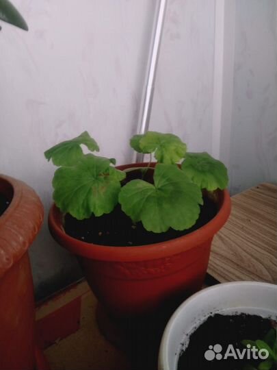 Комнатные растения цветы