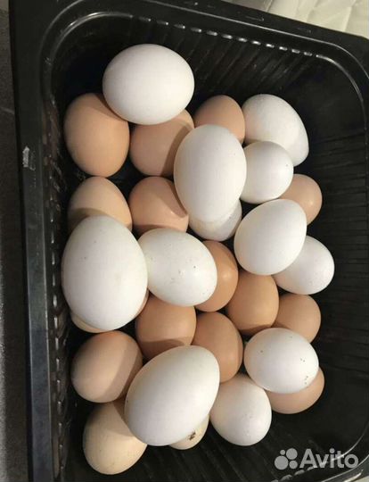 Инкубационное яйцо мускусных индоуток