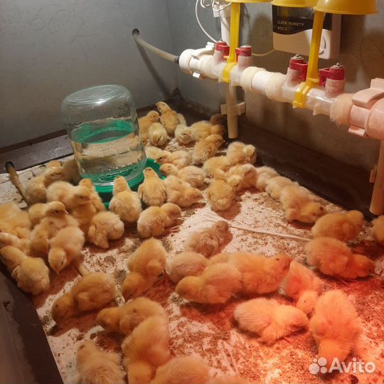 Инкубационное и пищевое яйцо Техасского перепела