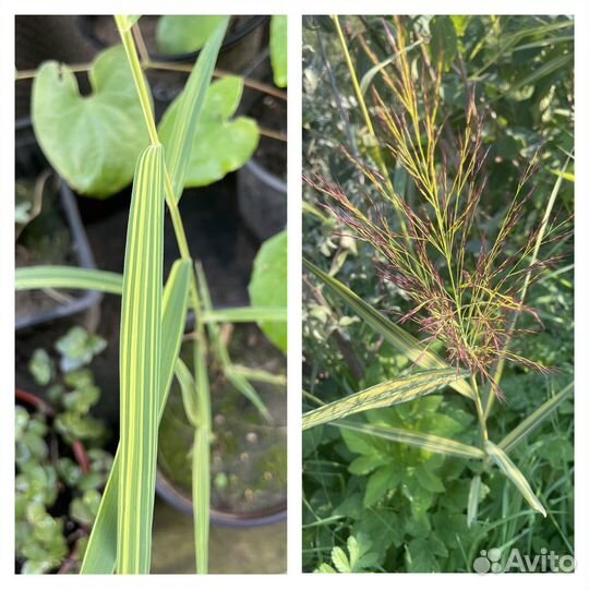 Тысячелистник гигант / колокольчики