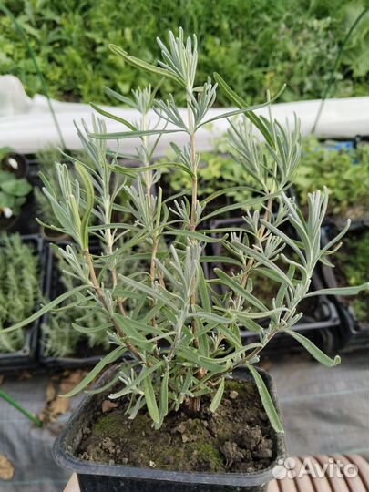 Лаванда саженцы