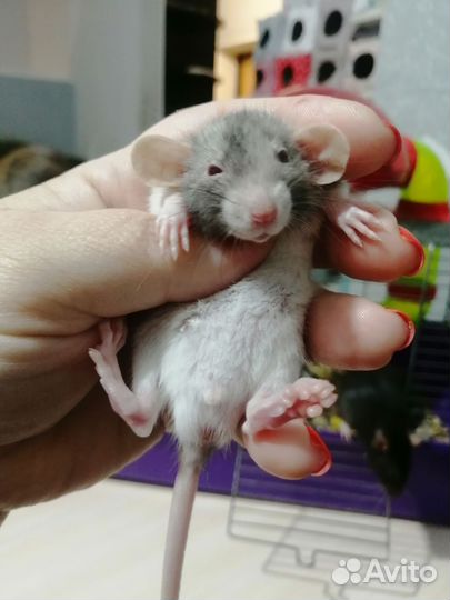 Крыса крысята дамбо