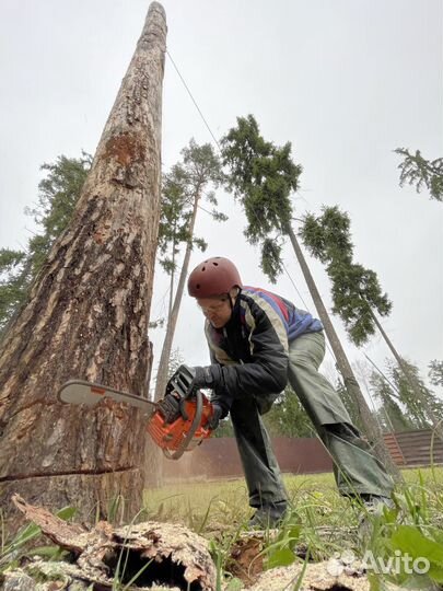 Спил, удаление деревьев, расчистка Сергиев Посад