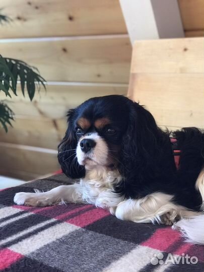 Догситтер. Передержка собак Переславль- Залесский