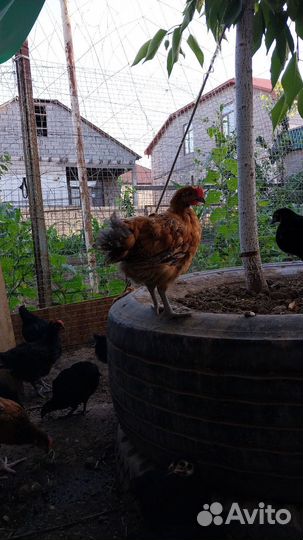 Куры молодки