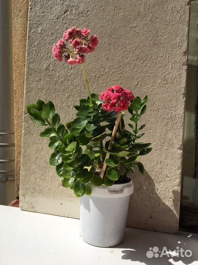 Комнатное растение Каланхоэ